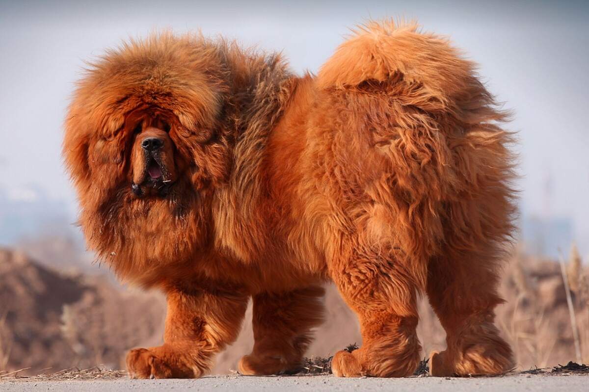 藏獒在线论坛，探索中国古老犬种的文化与交流平台